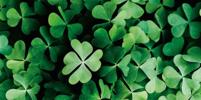 Irish 4 leaf clover